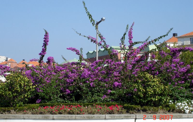 Bougainvillier en fleur, Aveiro, Portugal.