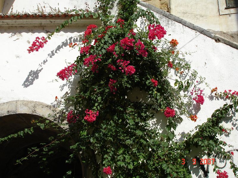 Passage piétonnier de la vieille ville de Coimbra orné de belles fleurs au Portugal.