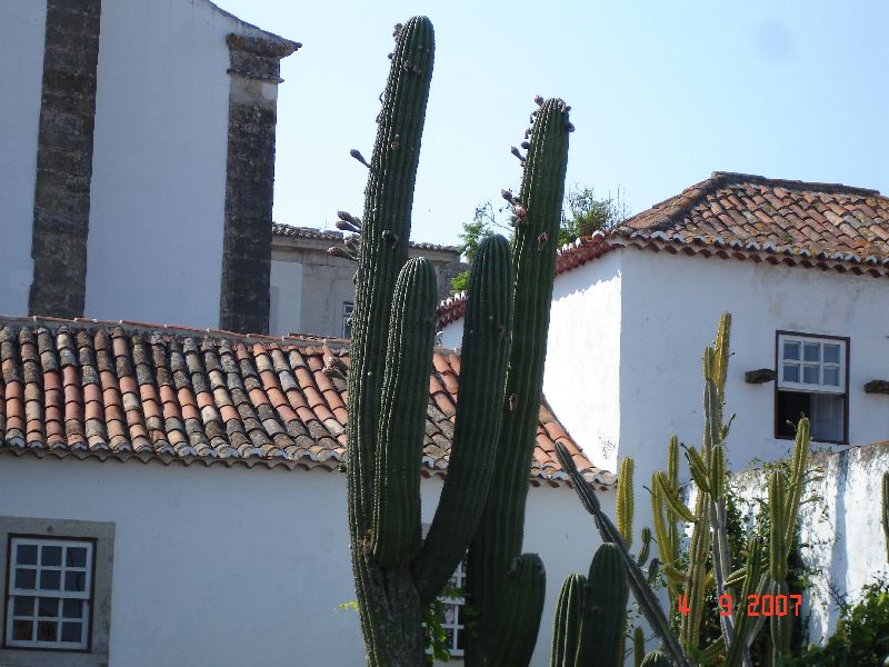 Un cactus tout en bourgeons. Óbidos, Portugal.