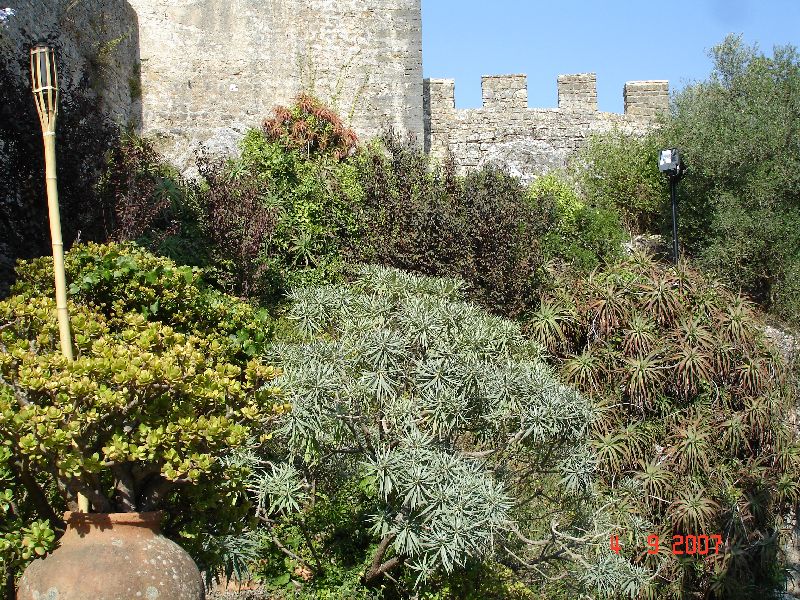 Une végétation luxuriante à Óbidos, Portugal.
