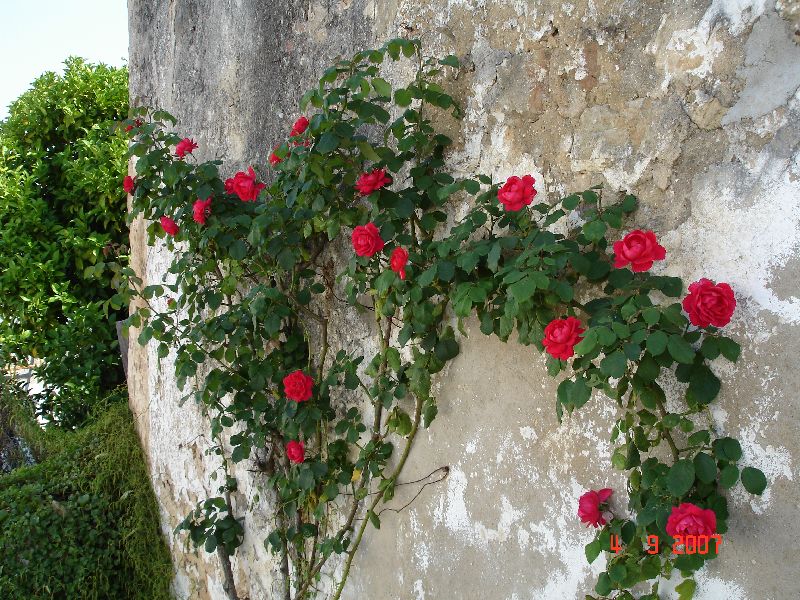 Des roses à Óbidos, au Portugal.