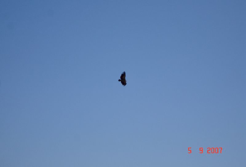 Aigle en vol au-dessus du château médiéval de Marvão au Portugal.