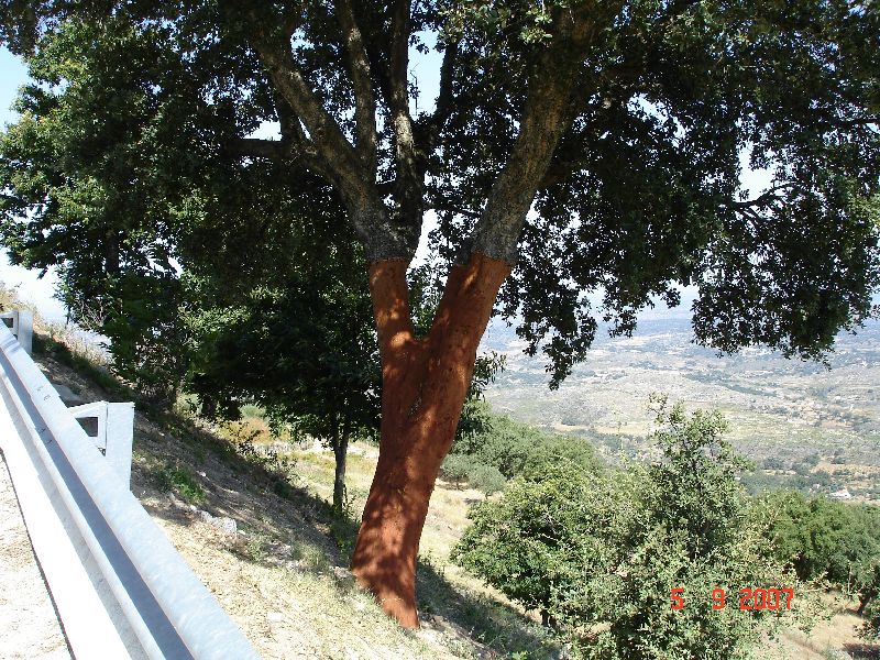 Chêne-liège dont l’écorce vient d’être enlevé, Marvão, Portugal.