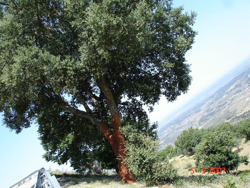 L'écorce des arbres desquels on produit le liège, le chêne-liège, Marvao, Portugal.