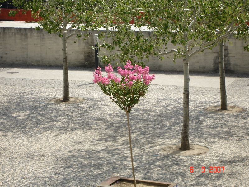 Un très jeune arbre tout en fleur! Site de l’Exposition universelle de 1998 de Lisbonne au Portugal.
