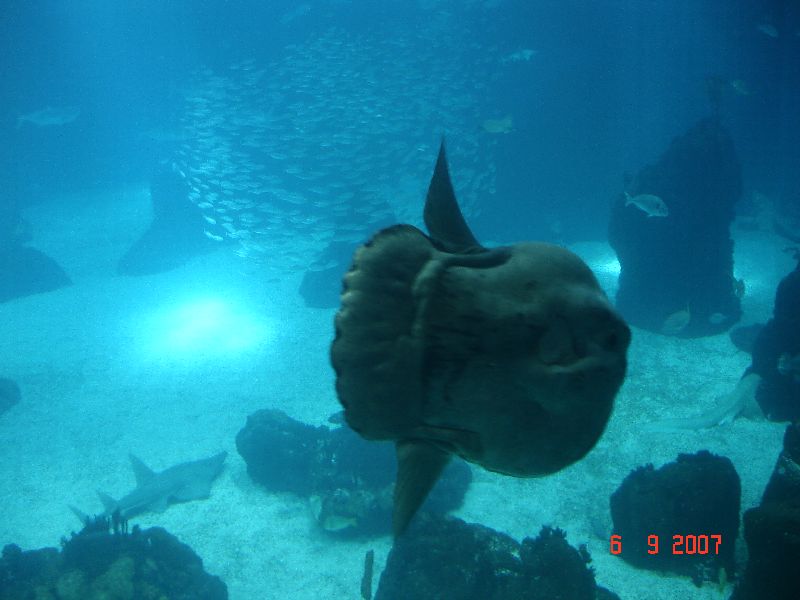 Un immense poisson dans un des aquariums de l’Oceanário de Lisbonne au Portugal.