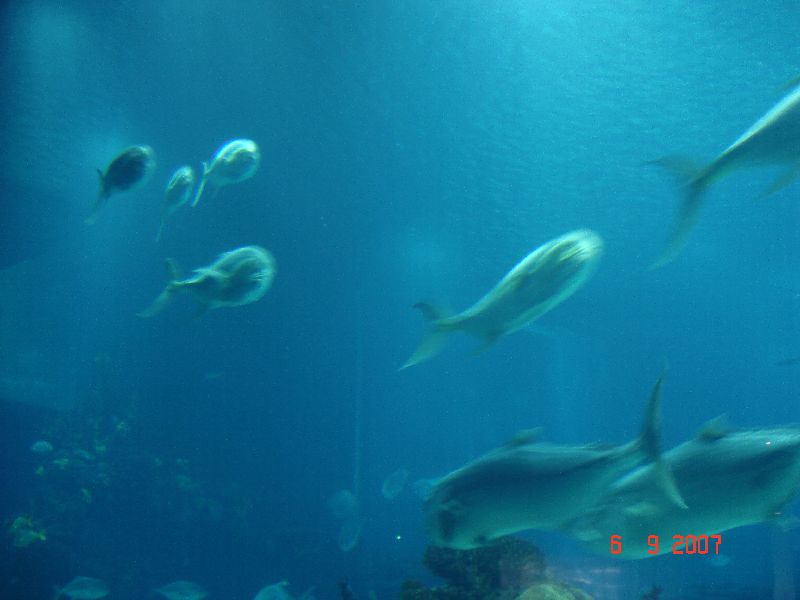 Des poissons nagent dans un des aquariums de l’Oceanário de Lisbonne au Portugal.