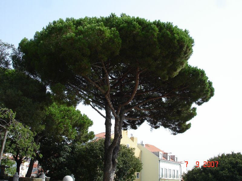 Un magnifique pin parasol sur une terrasse du château São Jorge, Lisbonne, Portugal.