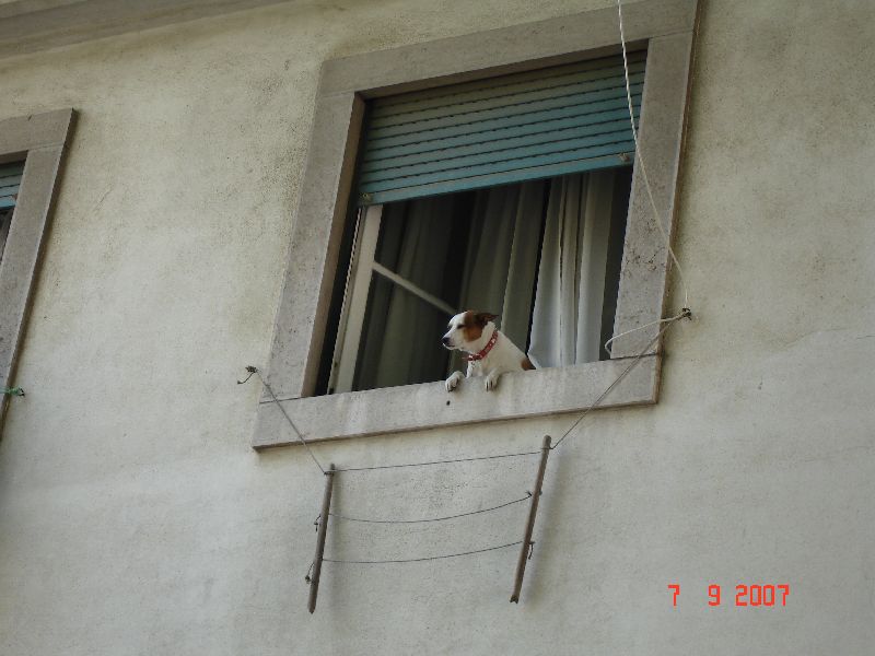 Un spectateur attentif du haut de sa fenêtre dans le quartier de l’Alfama, Lisbonne, Portugal.