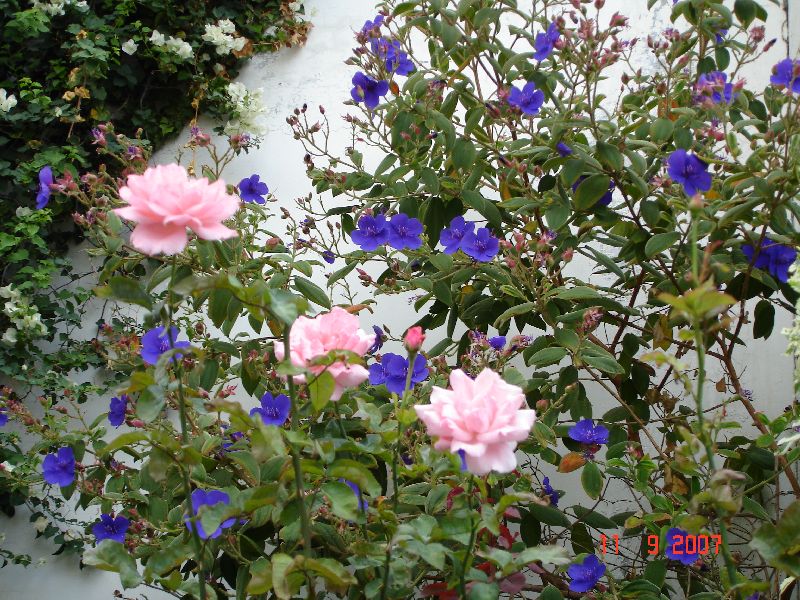 Les petites fleurs mauves sont des « Tibuchina », une plante qui provient du Brésil. Funchal, Madère, Portugal.