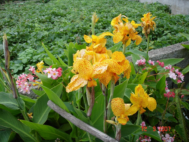 Et encore des fleurs du Jardin botanique de Funchal, île de Madère, Portugal.