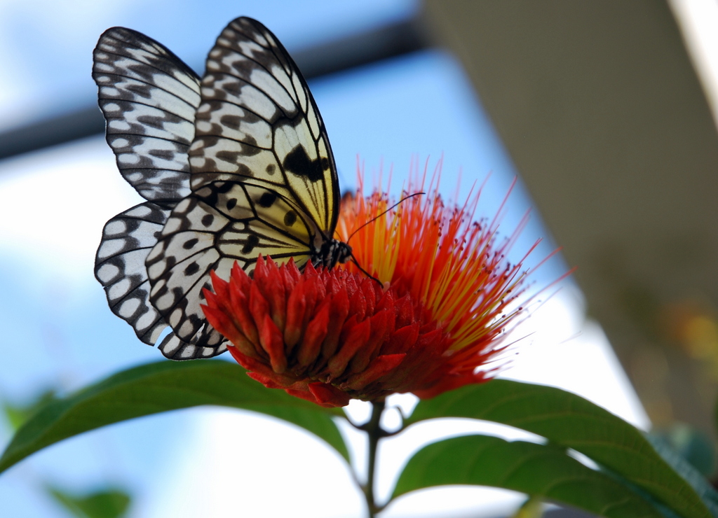 Butterfly World, Coconut Creek, Floride, États-Unis
