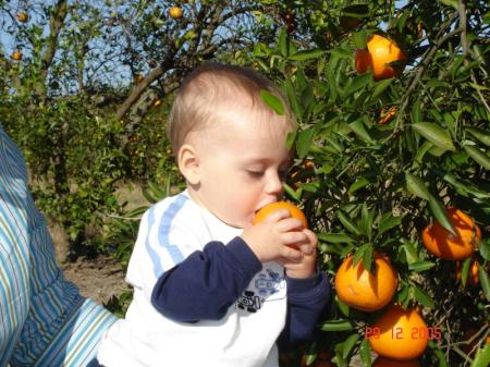 Tout plein d'oranges.