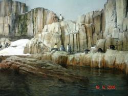 Pingouins, ou plutôt des manchots, Biodôme de Montréal 2006.