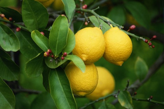 Le citron, la base du Limoncello