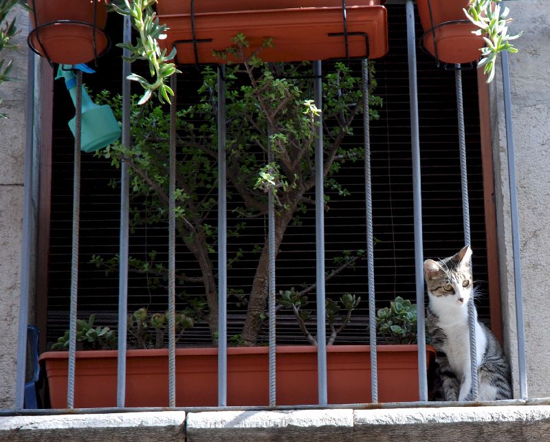 Un chat à Taormina, Italie.