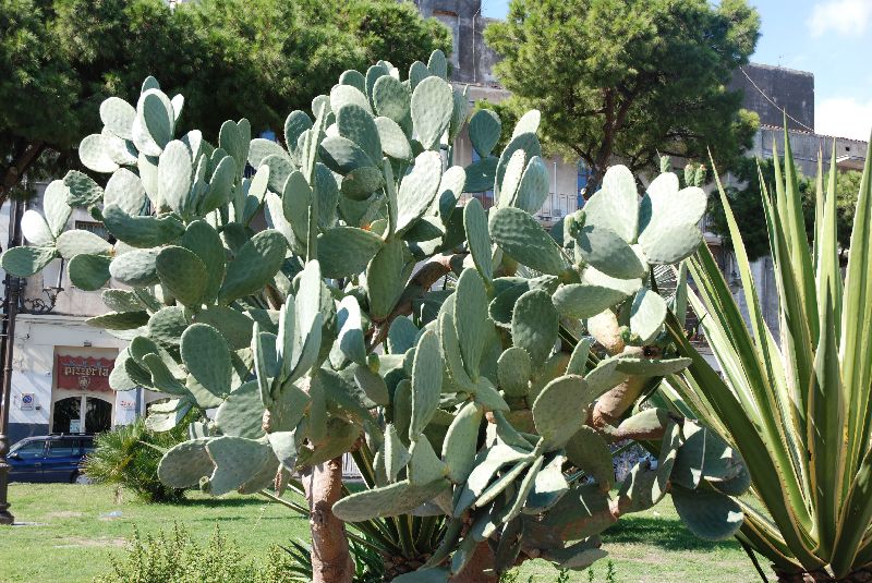 Superbe cactus, Catane, Italie.