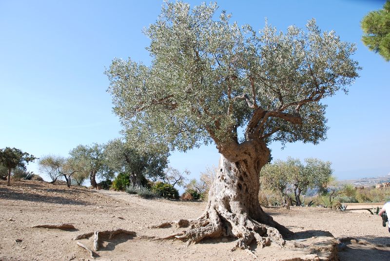 Dans la vallée des temples, un très vieil olivier nous accueille, Agrigente, Italie.