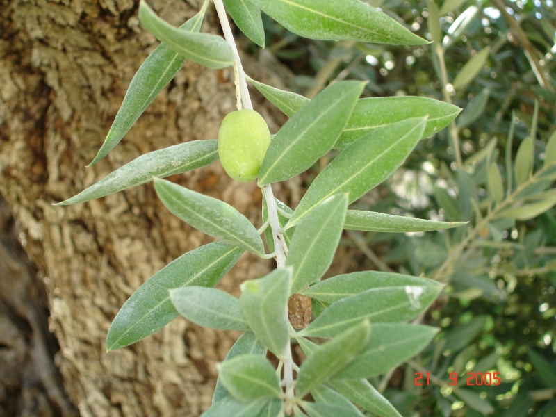 Une olive sur une branche d'olivier à Baena en Espagne.