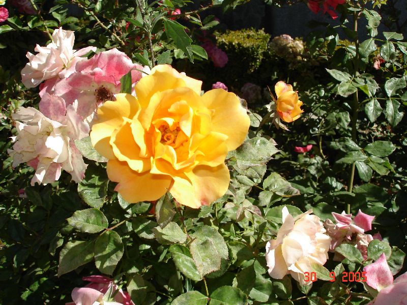 Nous sommes le 30 septembre… et les roses sont magnifiques. Jardins du Palais royal de la Granja de San Ildefonso, Espagne.