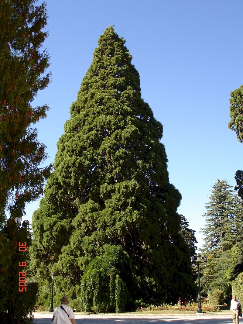 Un gigantesque cèdre du Liban sur le terrain des jardins du Palais royal de la Granja de San Ildefonso, Espagne.