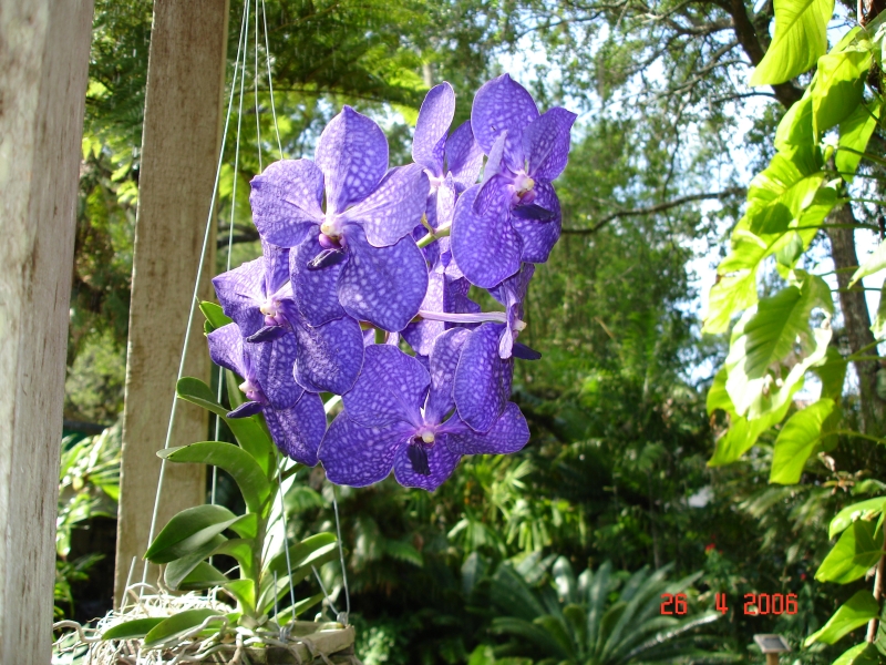 Marie Selby Botanical Garden, Sarasota, Floride..