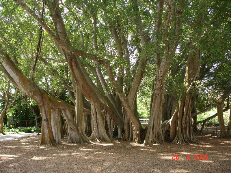 Marie Selby Botanical Garden, Sarasota, Floride.