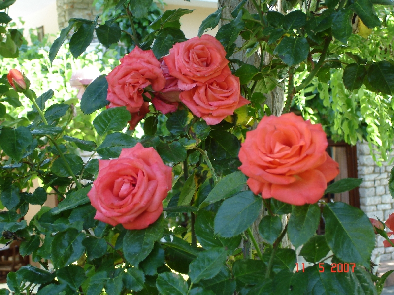 Roses, Mystra, Grèce.