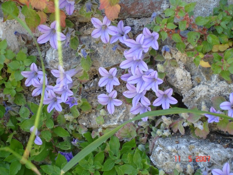 Fleurs, Mystra, Grèce.