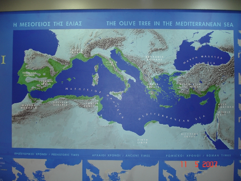 Carte de la culture de l’olive sur le pourtour de la mer méditerranée. Musée de l’olive et de l’huile d’olive, Sparte, Grèce.