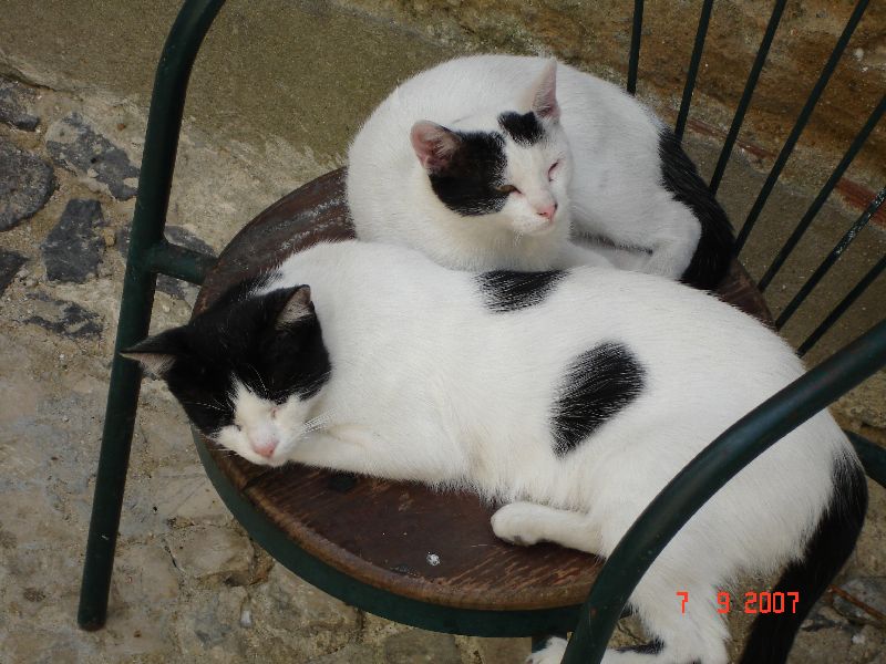 Deux petits chatons dans le quartier de l’Alfama, Lisbonne, Portugal.