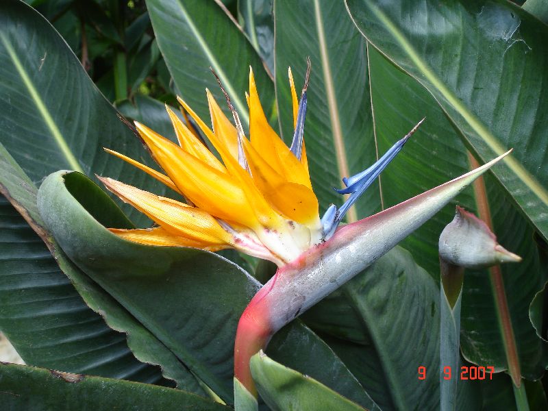 Les oiseaux du paradis fleurissent partout, Funchal, Madère, Portugal.