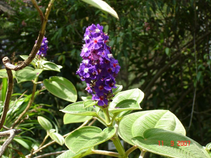 Une magnifique fleur du Jardin botanique de Funchal, Portugal.