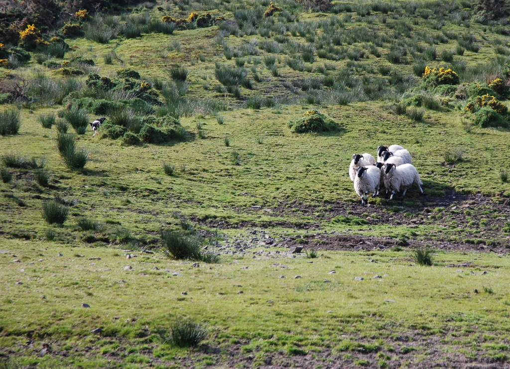 Kells Sheep Centre, république d’Irlande