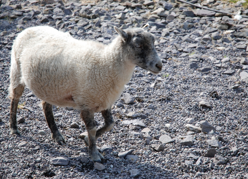 Kells Sheep Centre, république d’Irlande