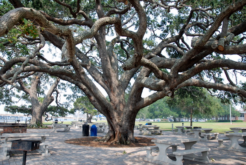 Immense arbre d’un parc sur St Simons Island, Georgie, États-Unis.
