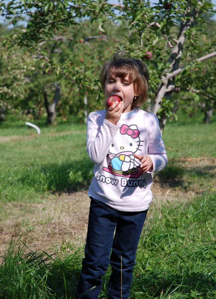 Cueillette de pommes.