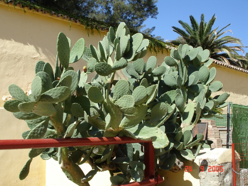Ronda, Espagne, des cactus sur le point de fleurir!