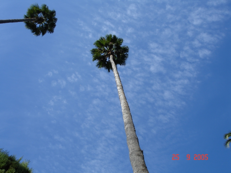 De hauts, de très hauts palmiers! Parque de Maria Luisa, Séville, Espagne.