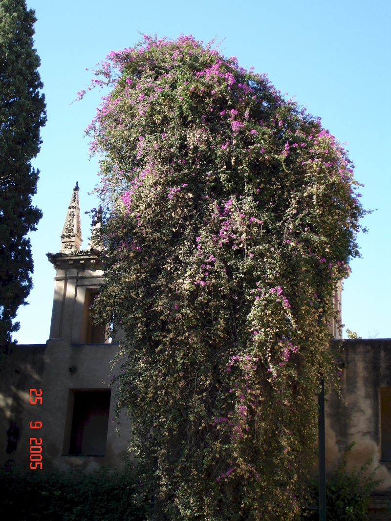 Un énorme bougainvillier en fleurs dans les jardins des Alcazars royaux, Séville, Espagne.