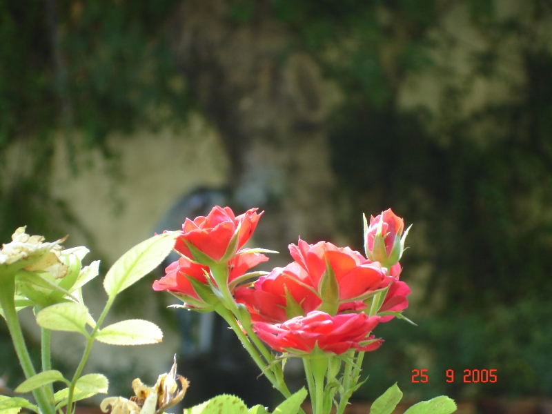 De magnifiques roses fleurissent dans les jardins de la maison de Pilate, à Séville., Espagne.