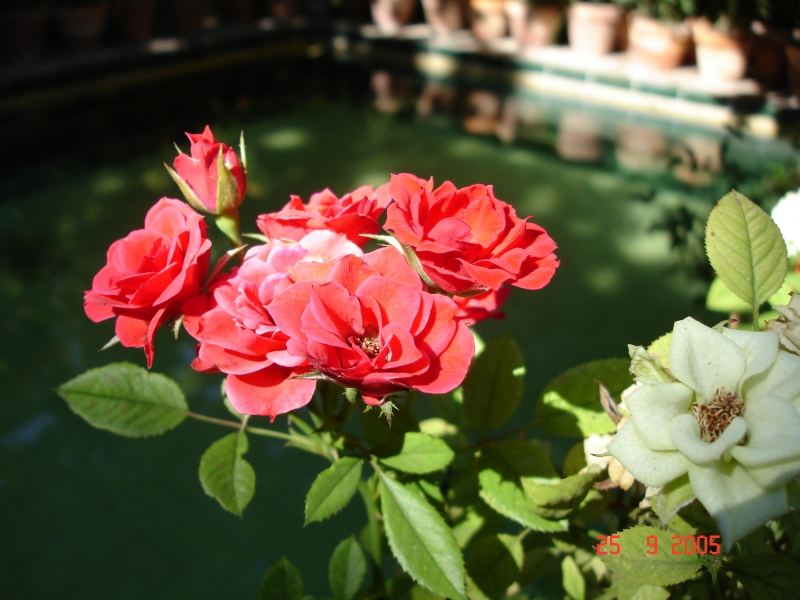 Séville, Espagne. Un bouquet de roses!