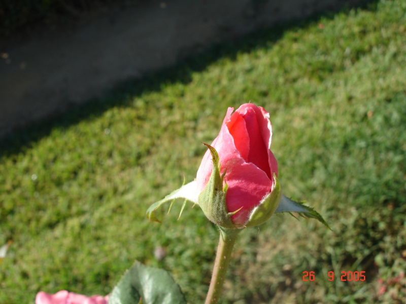Une rose dans le parc Maria Luisa à Séville, Espagne.