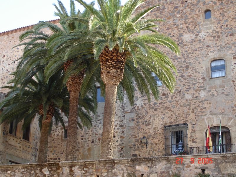 De majestueux palmiers à Mérida, Espagne.