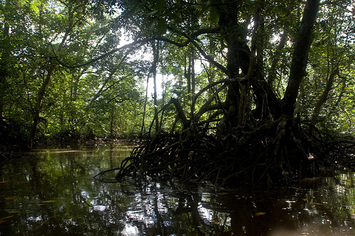 Mangrove du parc national de l’Île de Siberut.