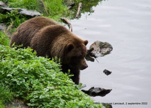 Fortress of the Bear, Sitka, Alaska, États-Unis