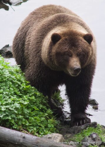Fortress of the Bear, Sitka, Alaska, États-Unis