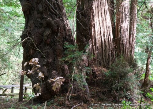 Muir Woods National Monument, Californie, États-Unis