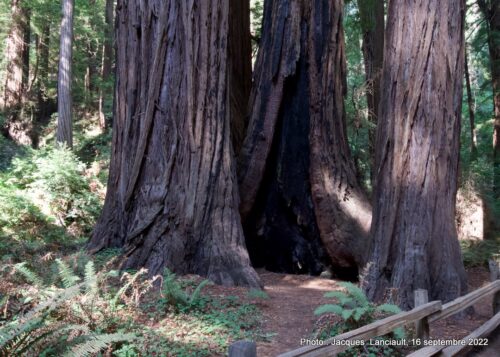 Muir Woods National Monument, Californie, États-Unis